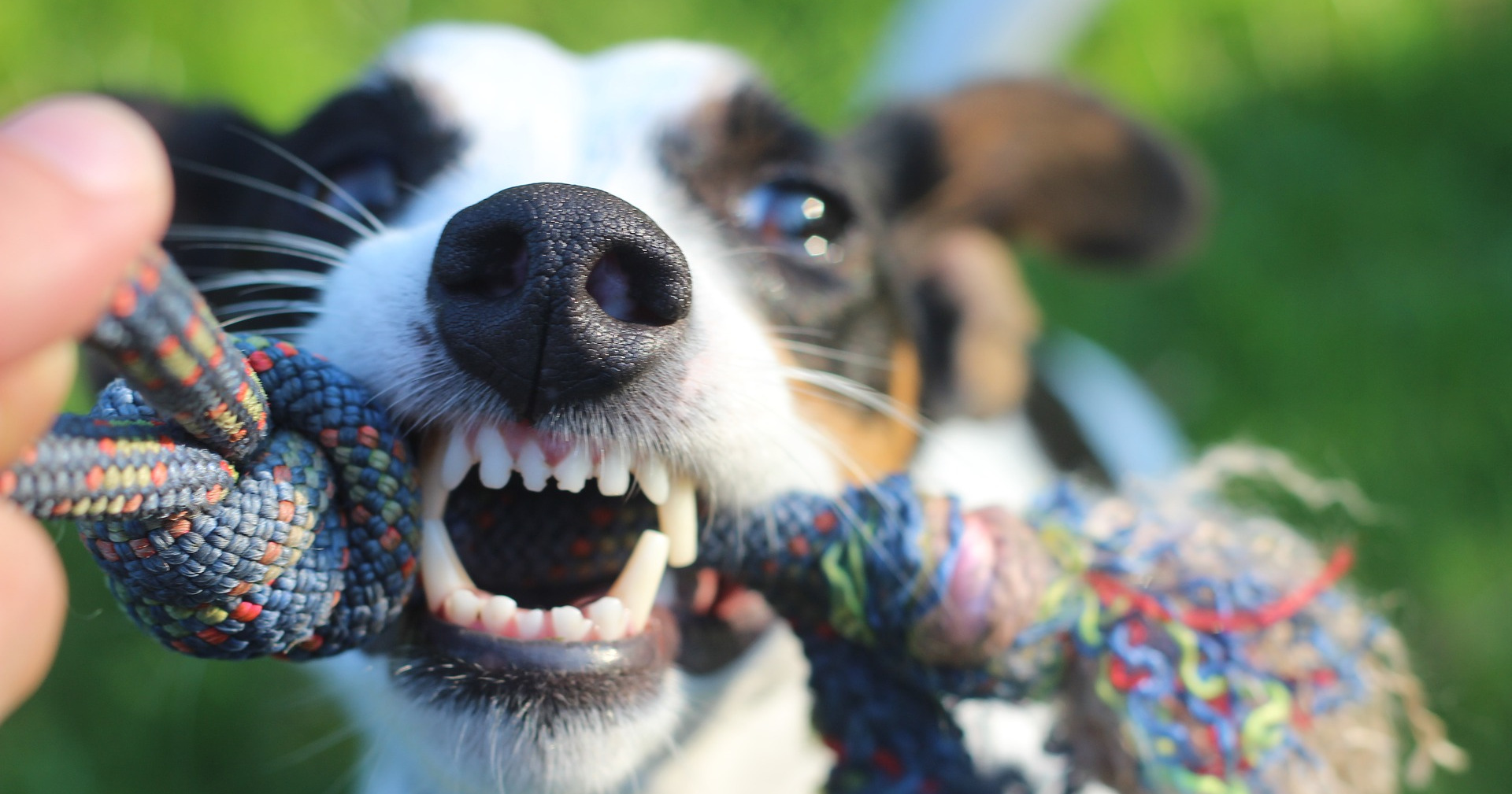 Chiens : les races de chiens interdites en France et les risques